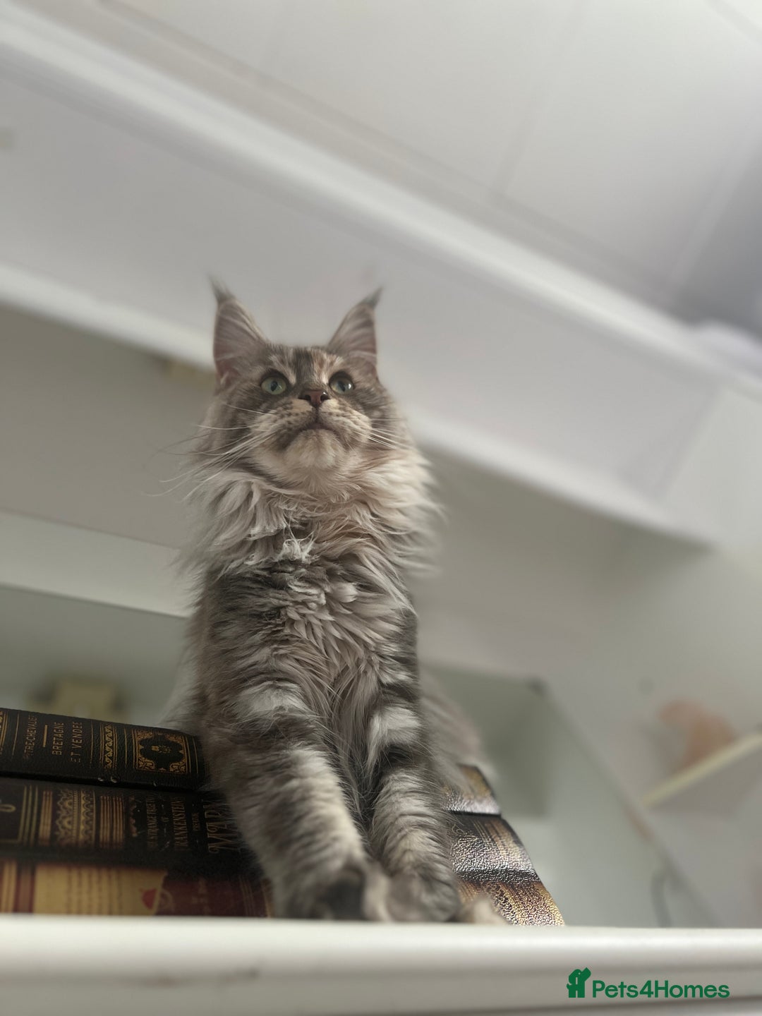 Maine Coon cats for sale: Registered pedigree maine coon for sale - Advert 7