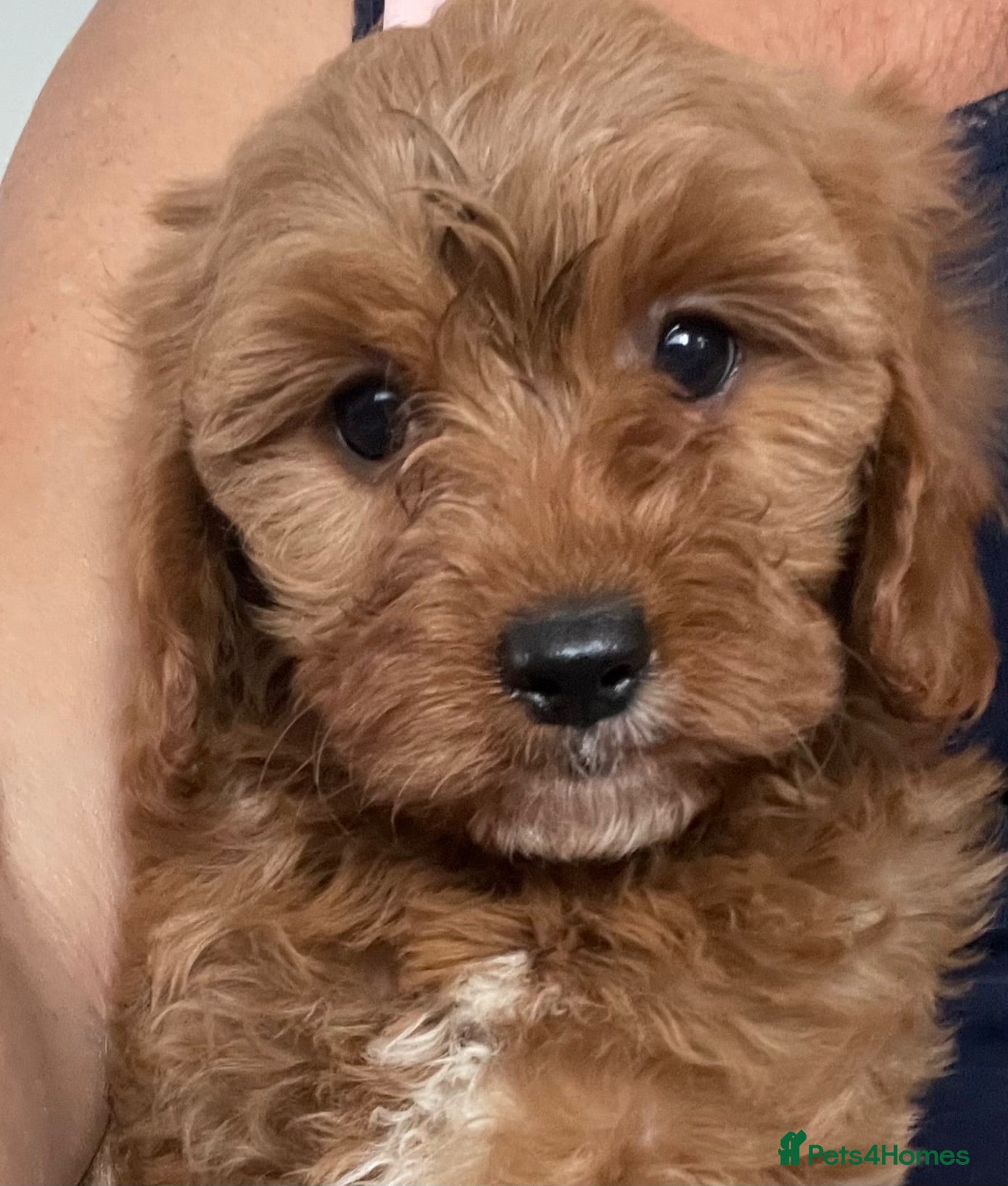 Cavapoo dogs ADORABLE CAVAPOO PUPPIES  - Advert 10