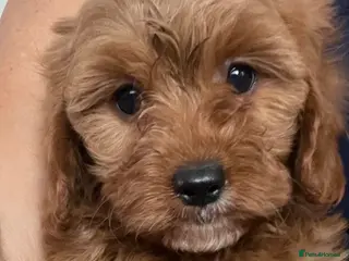 Cavapoo dogs ADORABLE CAVAPOO PUPPIES - Advert 10