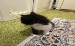 British Longhair cats for sale: Beautiful & playful kittens ready for new home - Image 26