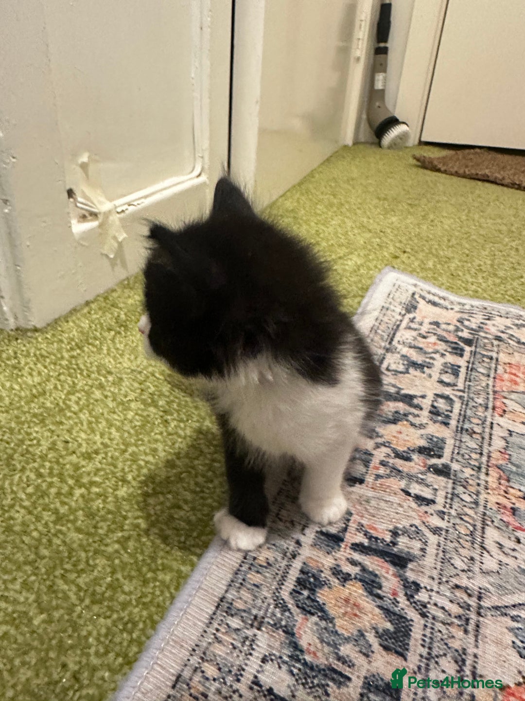 British Longhair cats for sale: Beautiful & playful kittens ready for new home - Image 26