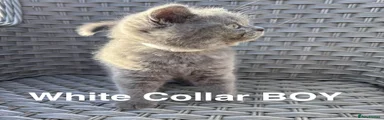 White Collar Girl