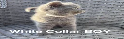British Shorthair cats for sale: GCCF British Short Hair Kittens Blue  - Advert 7