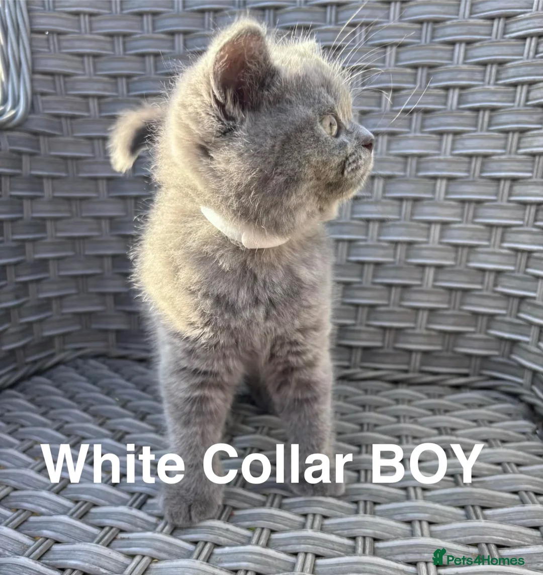 British Shorthair cats for sale: GCCF British Short Hair Kittens Blue  - Advert 8