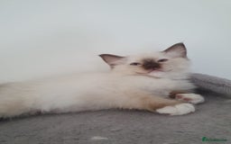 Ragdoll cats for sale: 4 Stunning Ragdoll Kittens Ready NOW  - Image 9
