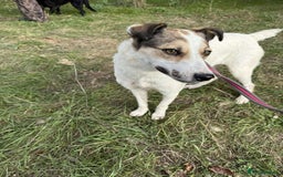 Mixed Breed dogs for adoption: Honour - Norwich Norfolk  - Advert 5