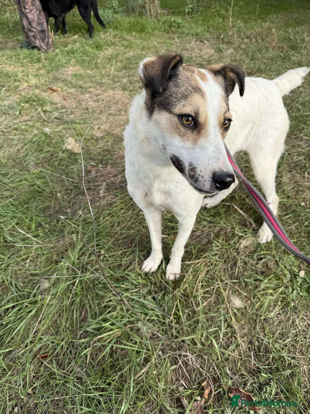 Mixed Breed dogs for adoption: Honour - Norwich Norfolk  - Advert 5
