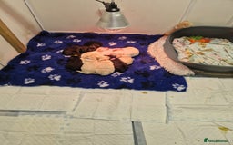 Goldendoodle dogs for sale: Quality goldendoodle puppies*4available,6reserved  - Image 33