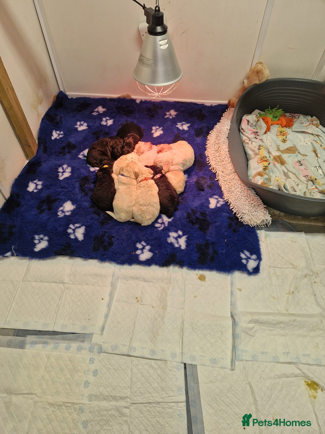Goldendoodle dogs for sale: Quality goldendoodle puppies*4available,6reserved  - Image 33