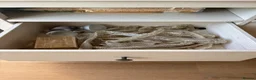 Corn Snake reptiles for sale: Corn snake and enclosure for sale in Highbridge - Advert 7