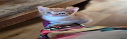 Mixed Breed cats for sale: Beautiful ginger kittens  - Advert 13