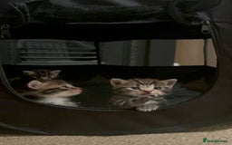 Mixed Breed cats for sale: Litter of 6 beautiful kittens - Image 14