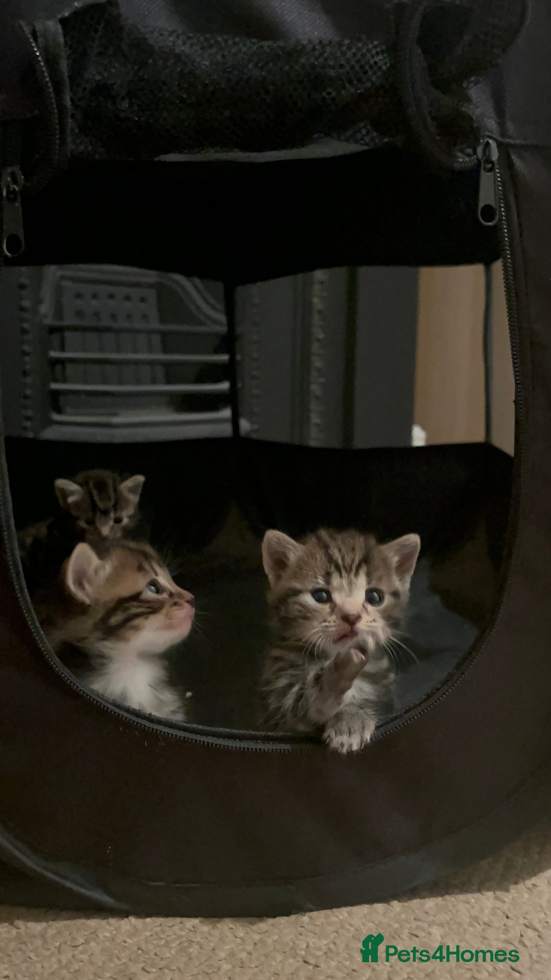 Mixed Breed cats for sale: Litter of 6 beautiful kittens - Image 14