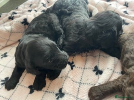 Cavapoo dogs - Advert 4