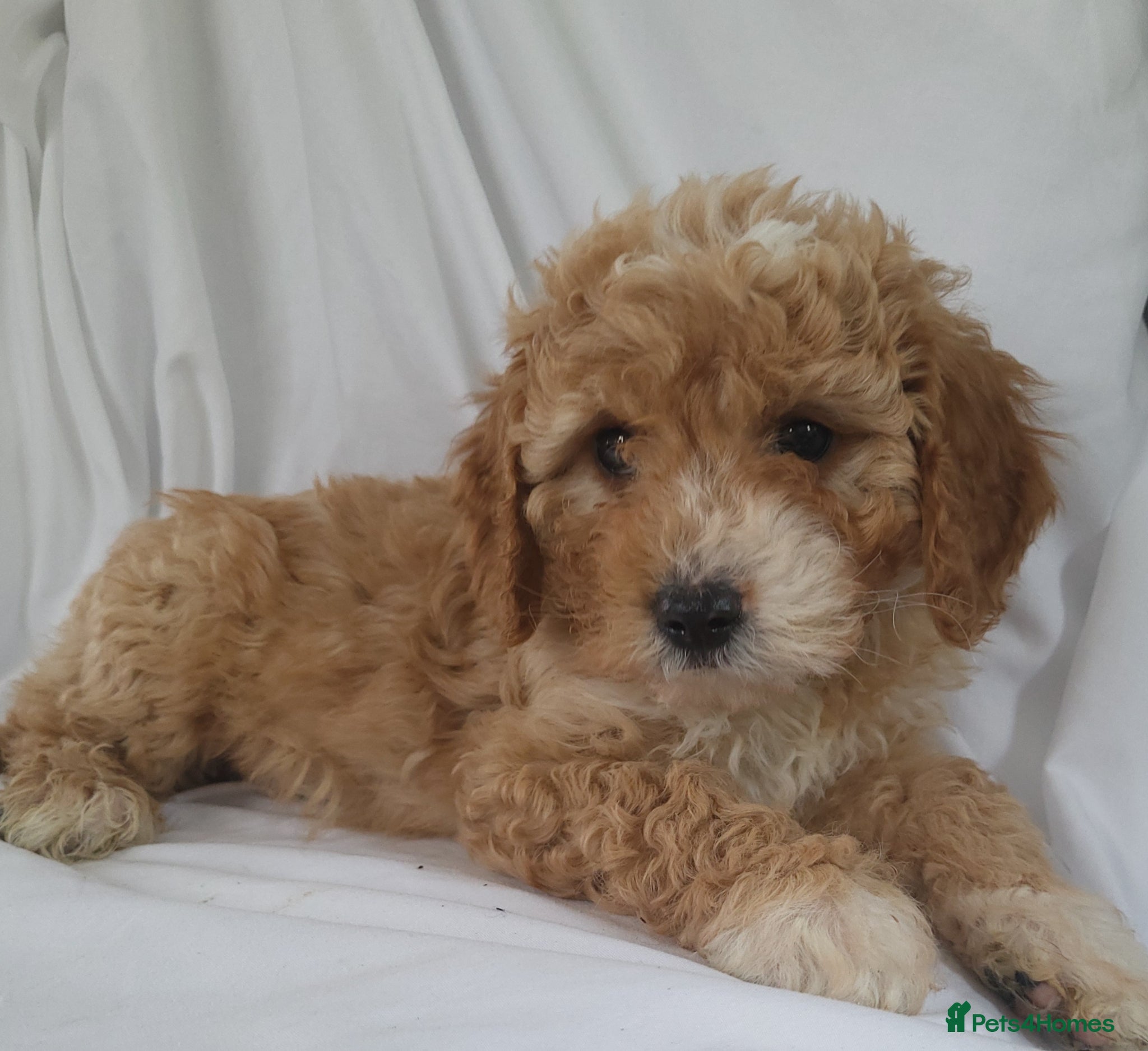 Cavapoo dogs Cavapoo puppies 5 🌟licence breeder  - Advert 1