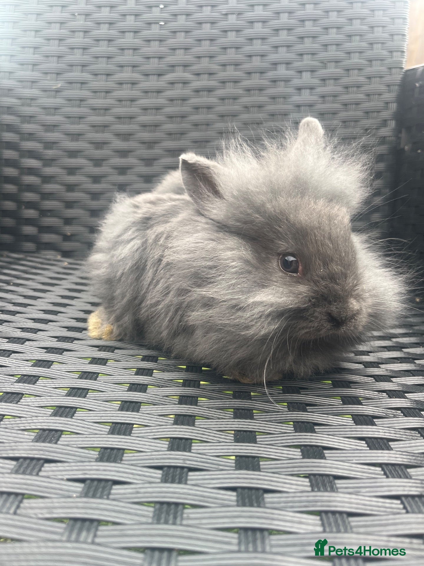 Mini Lion Lop rabbits Ready to go lionhead lops - Advert 15