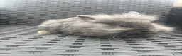 Mini Lion Lop rabbits for sale: Ready to go lionhead lops now reduced - Advert 17