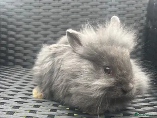 Mini Lion Lop rabbits Ready to go lionhead lops - Advert 15