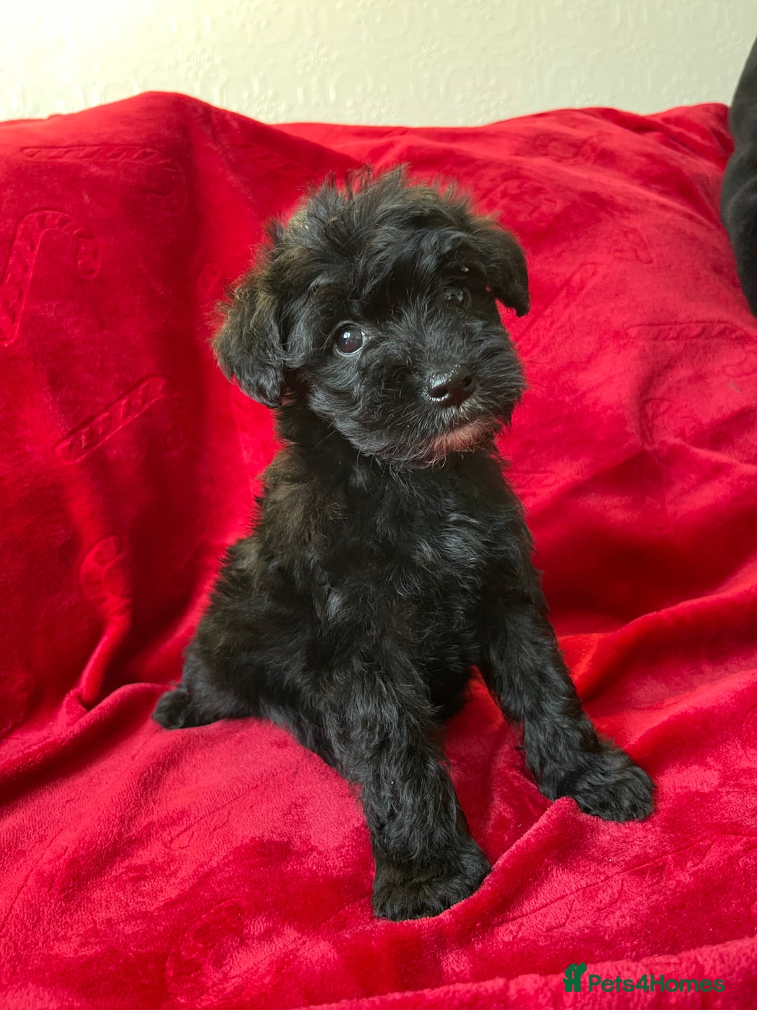 Yorkshire Terrier dogs for sale: Yorkshire terriers - Advert 18