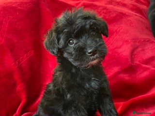 Yorkshire Terrier dogs Yorkshire terriers biewer - Advert 4