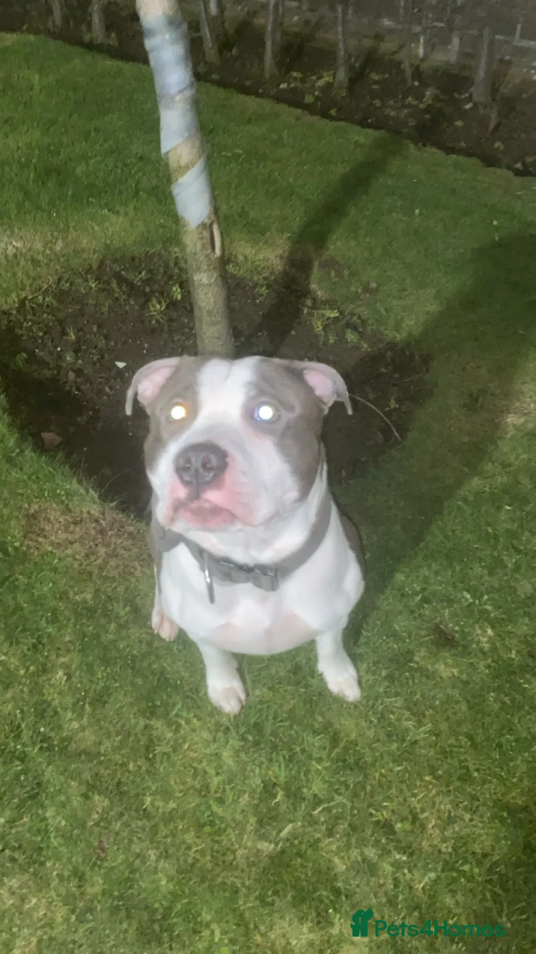 Staffordshire Bull Terrier dogs for stud: 2.5 year old blue and white staffy for stud  in Glasgow - Advert 2
