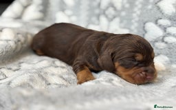 Cocker Spaniel dogs for sale: Champion bred KC health tested cockers  - Image 18