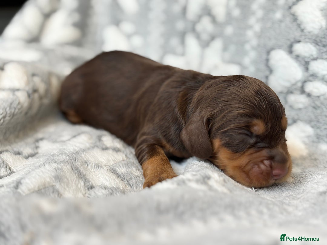Cocker Spaniel dogs for sale: Champion bred KC health tested cockers  - Image 18