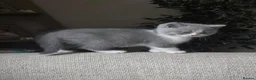 British Shorthair cats for sale: 5 GCCF REGISTERED KITTENS - Advert 13