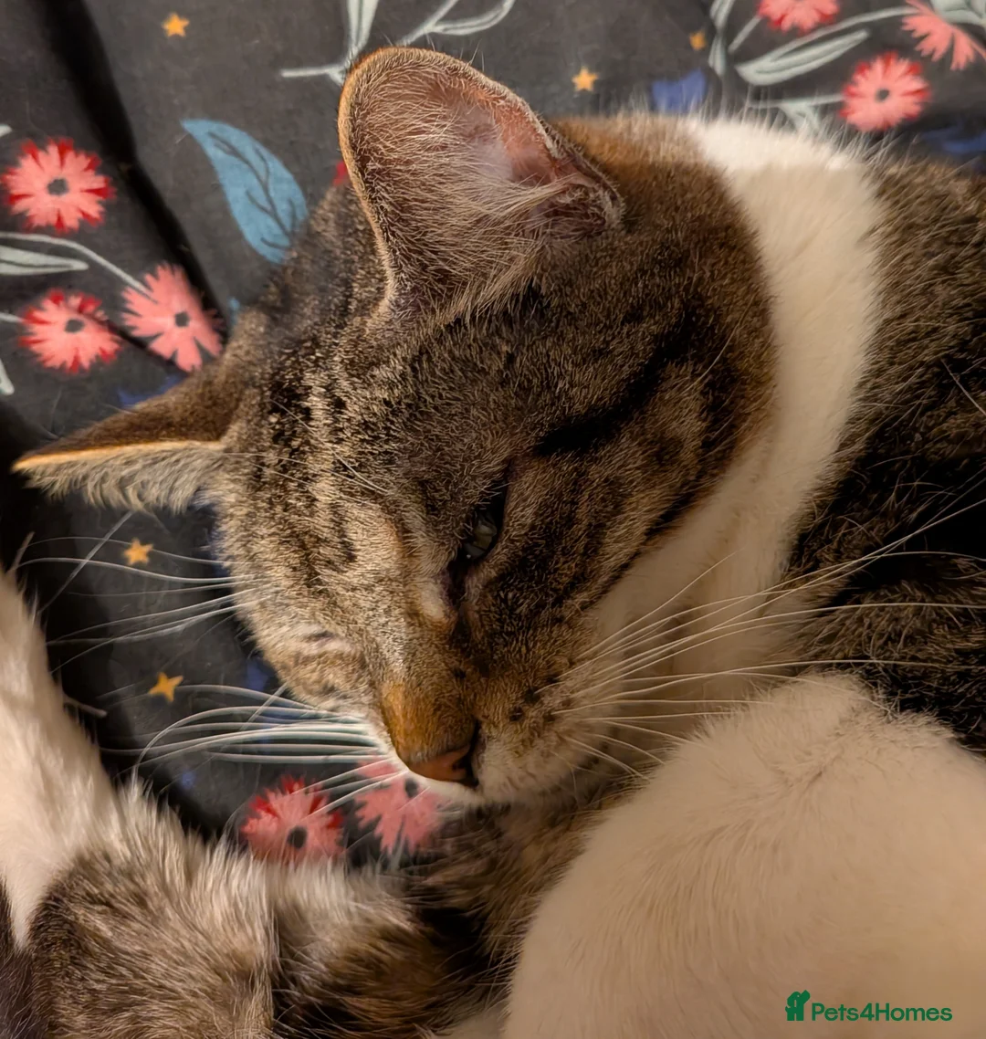 Domestic Shorthair cats for sale: Tabby and white older domestic female cat  - Advert 11