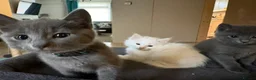 Mixed Breed cats for sale: 2 gorgeous kittens - Advert 8