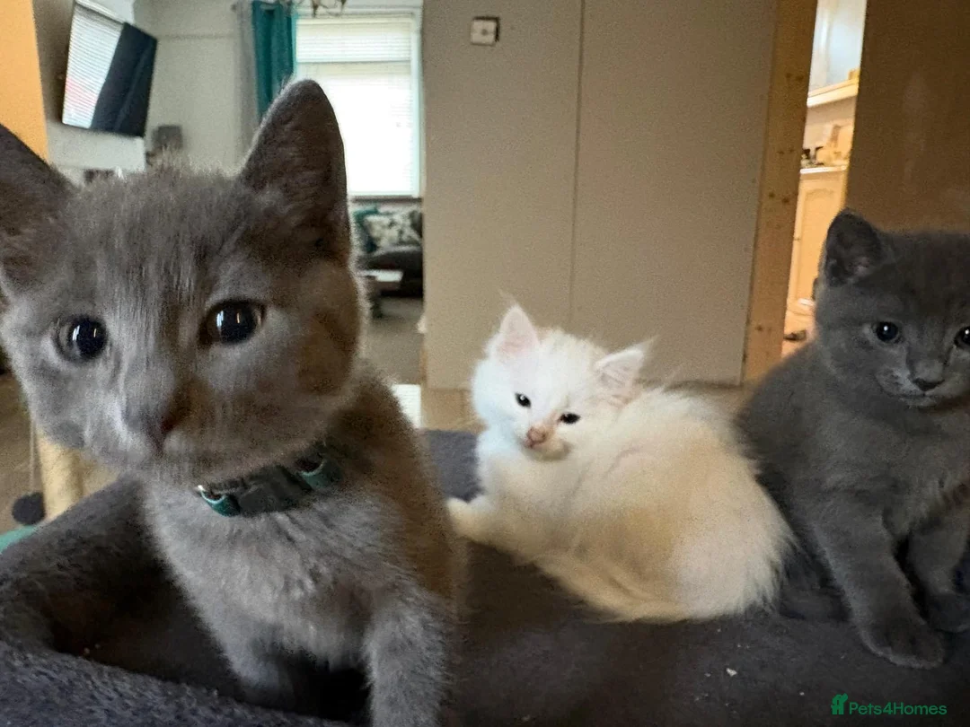 Mixed Breed cats for sale: 2 gorgeous kittens - Advert 8
