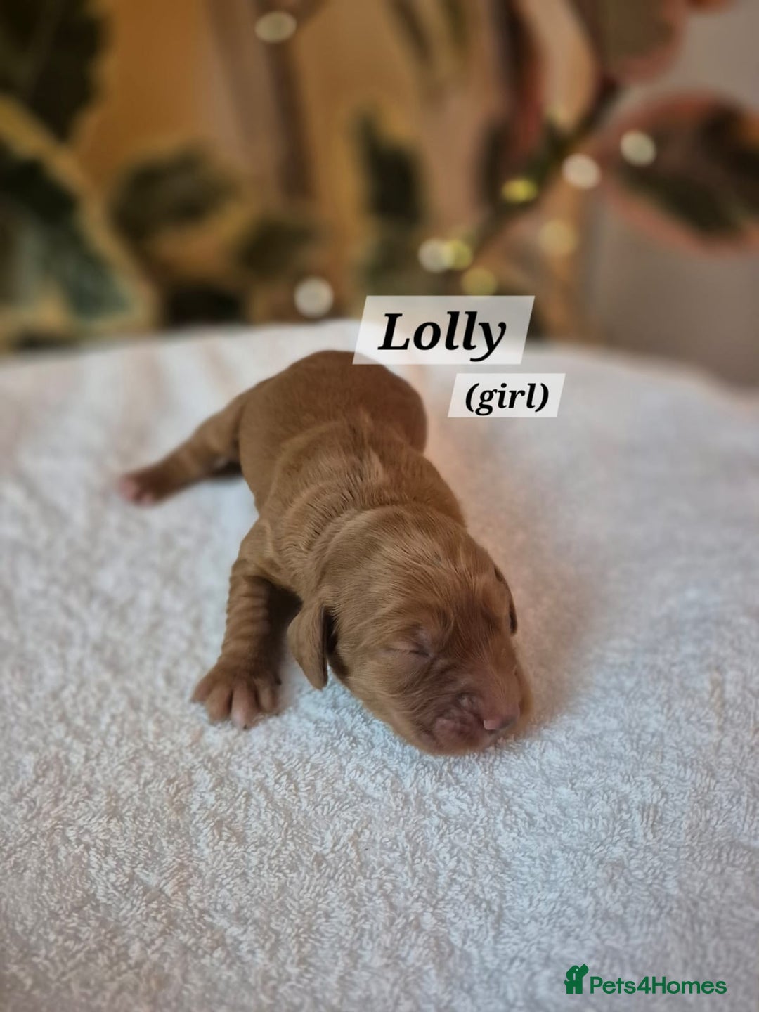 Cocker Spaniel dogs for sale: Beautiful and new - working cocker spaniel puppies - Advert 24