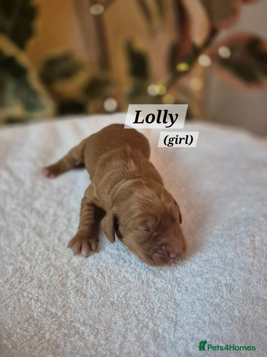 Cocker Spaniel dogs for sale: Beautiful and new - working cocker spaniel puppies - Advert 25