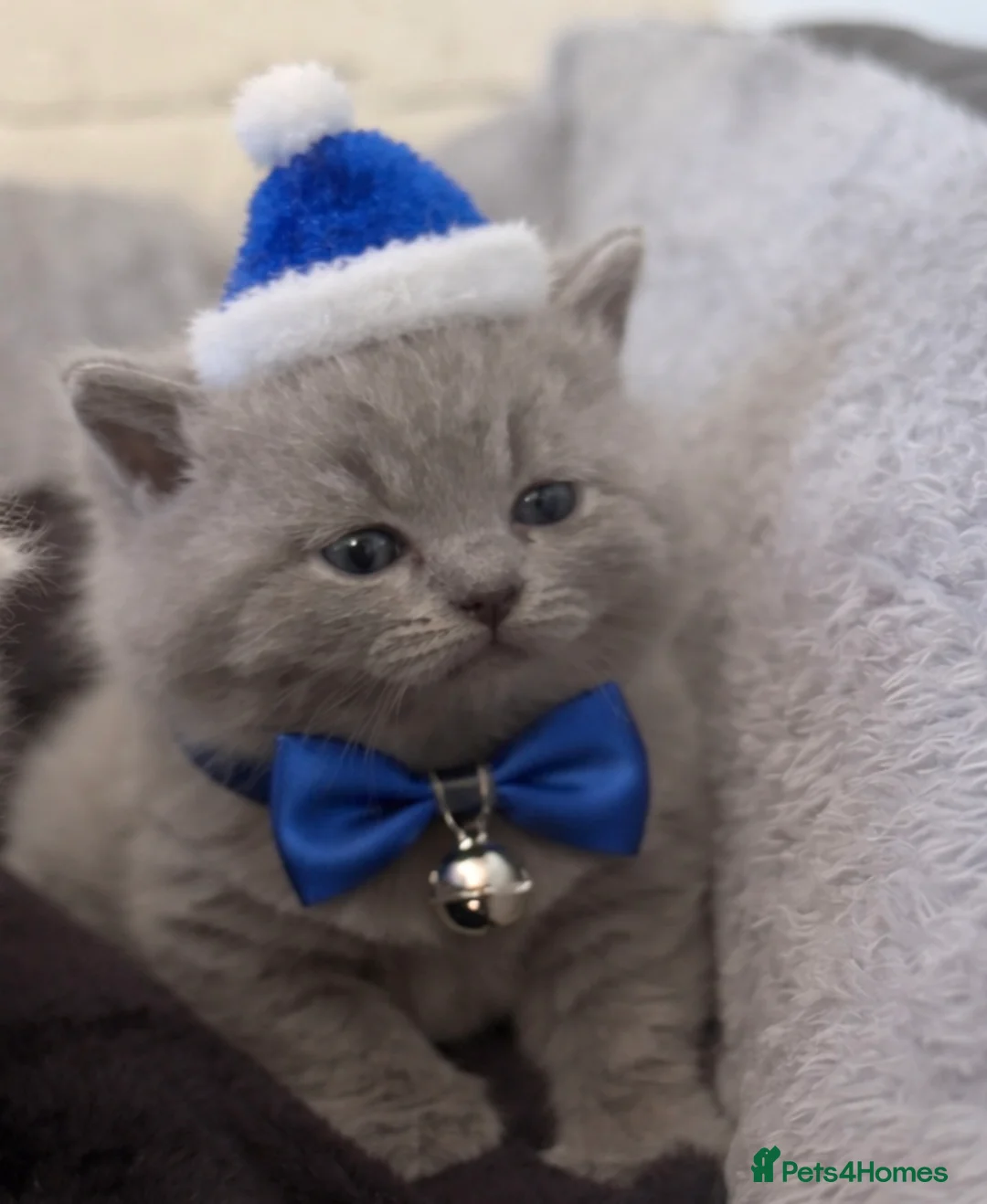 British Shorthair cats for sale: British shorthair  - Advert 2