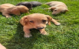 Miniature Dachshund dogs for sale: Cream & Tan Miniature Dachshund Puppies For Sale - Image 1