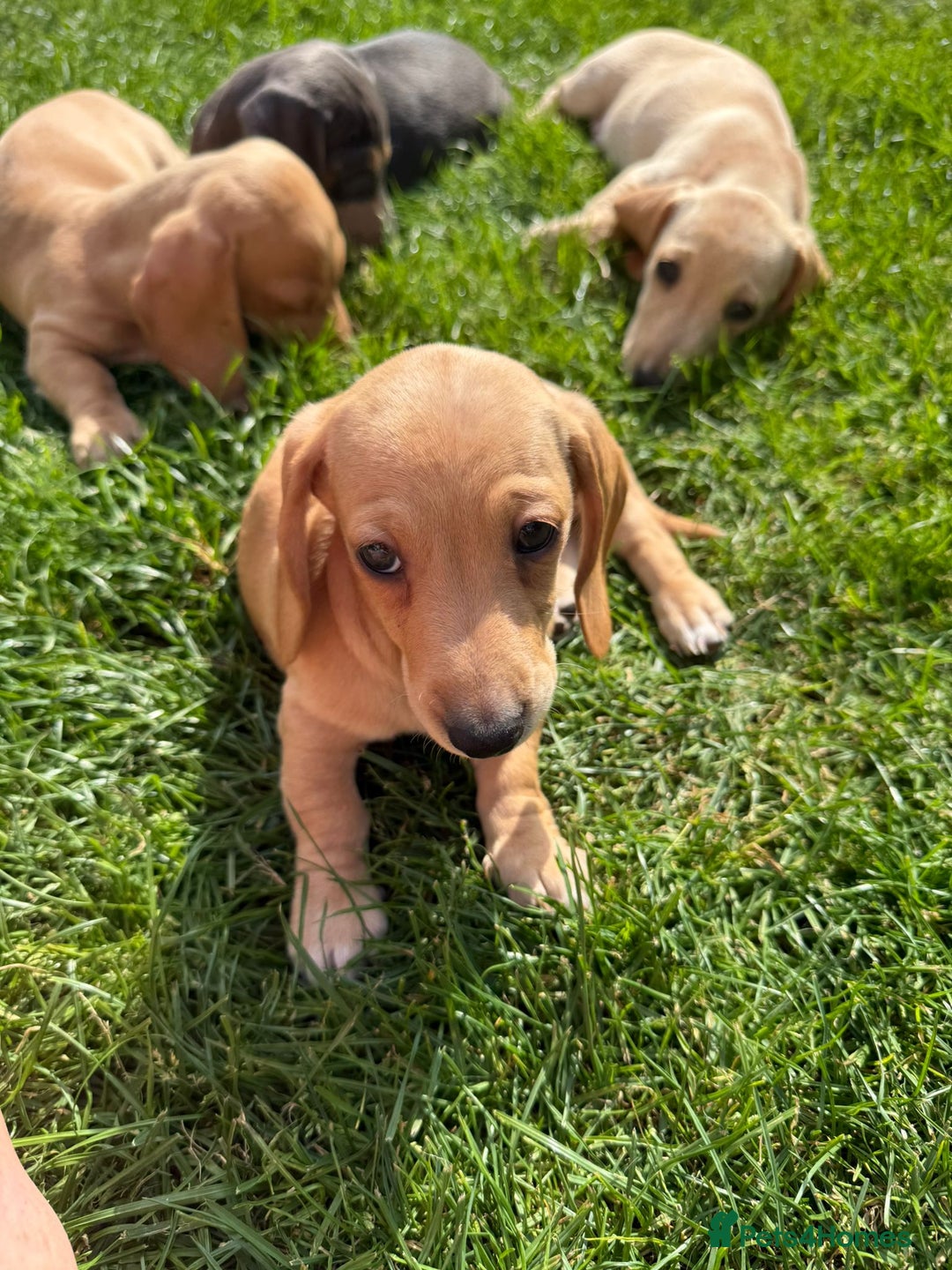 Miniature Dachshund dogs for sale: Cream & Tan Miniature Dachshund Puppies For Sale - Image 1