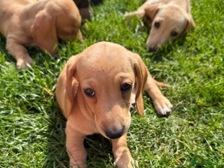Miniature Dachshund dogs - Advert 14