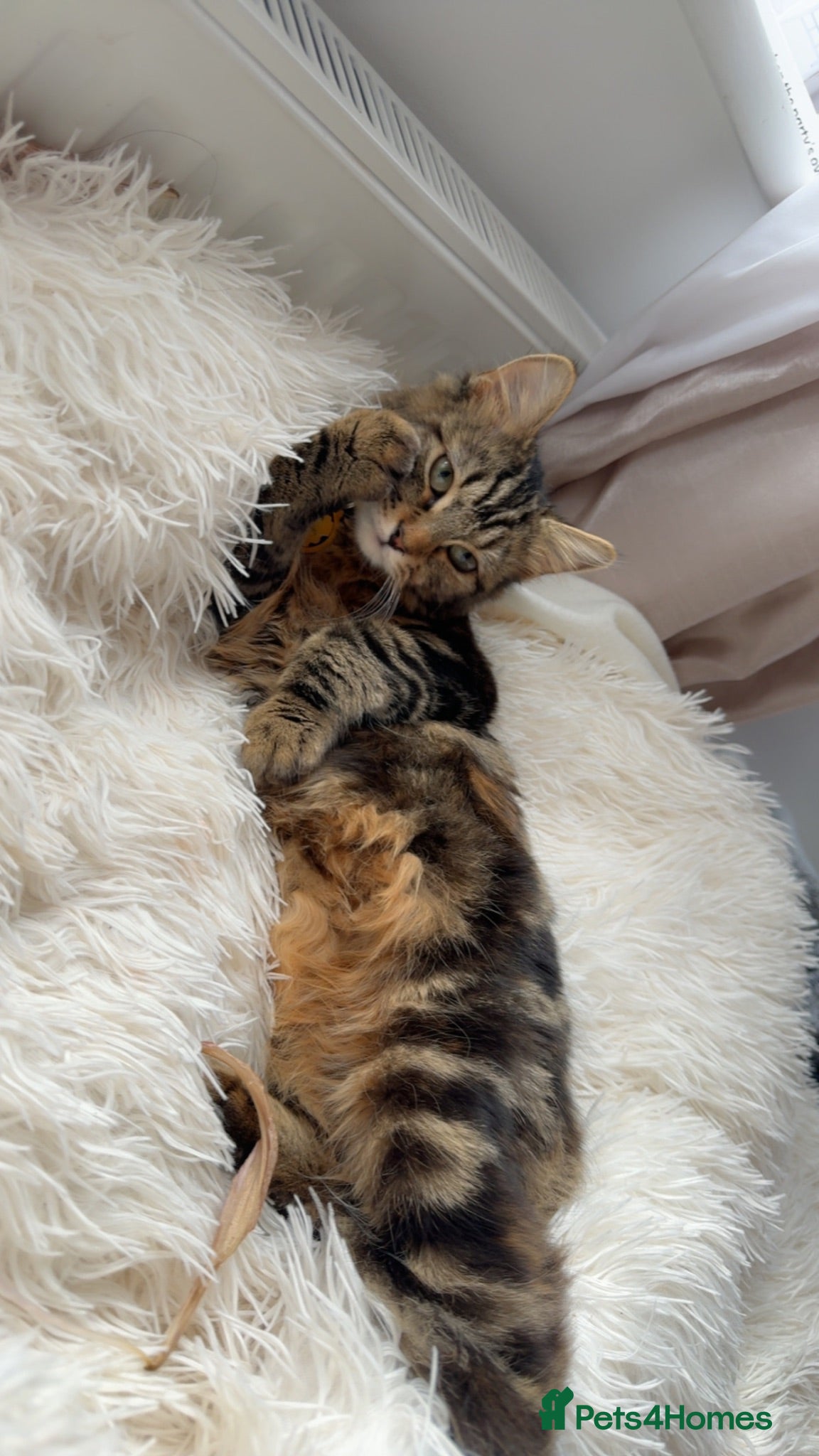 Domestic Shorthair cats kittens  - Advert 4