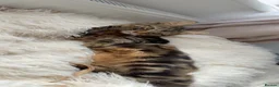 Domestic Shorthair cats for sale: kittens  - Advert 1