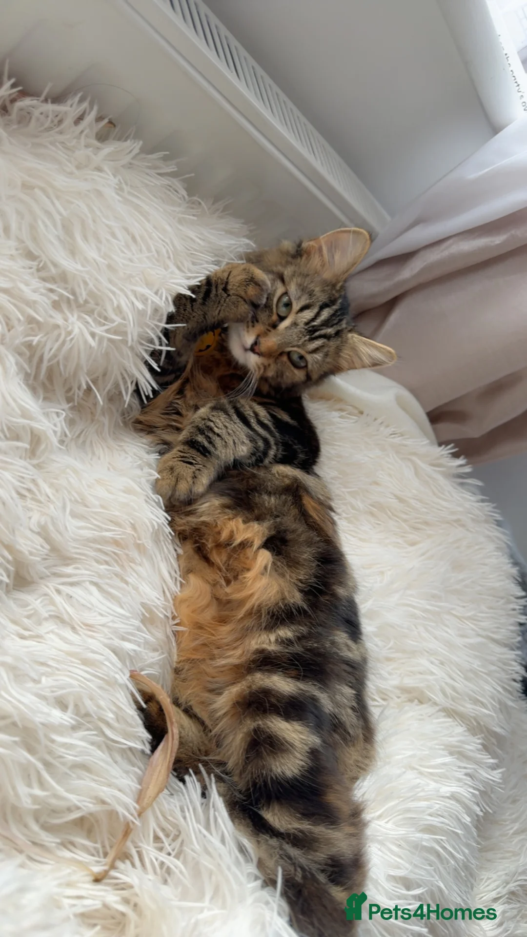 Domestic Shorthair cats for sale: kittens  - Advert 1