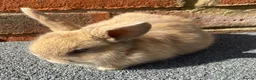 Mini Lop rabbits for sale: STUNNING PURE BREED MINI LOPS  - Advert 3
