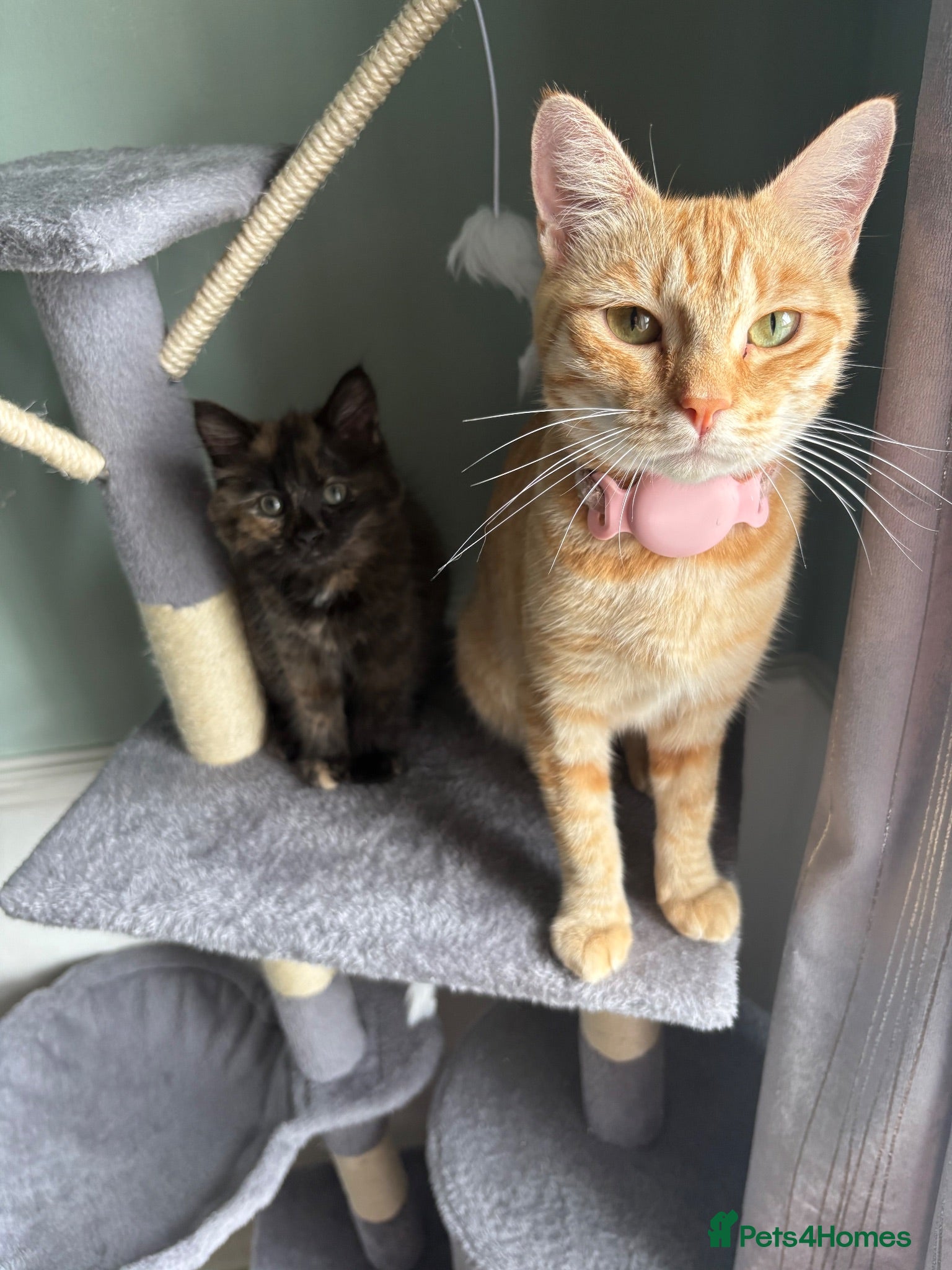 Mixed Breed cats Mother and daughter  - Advert 2