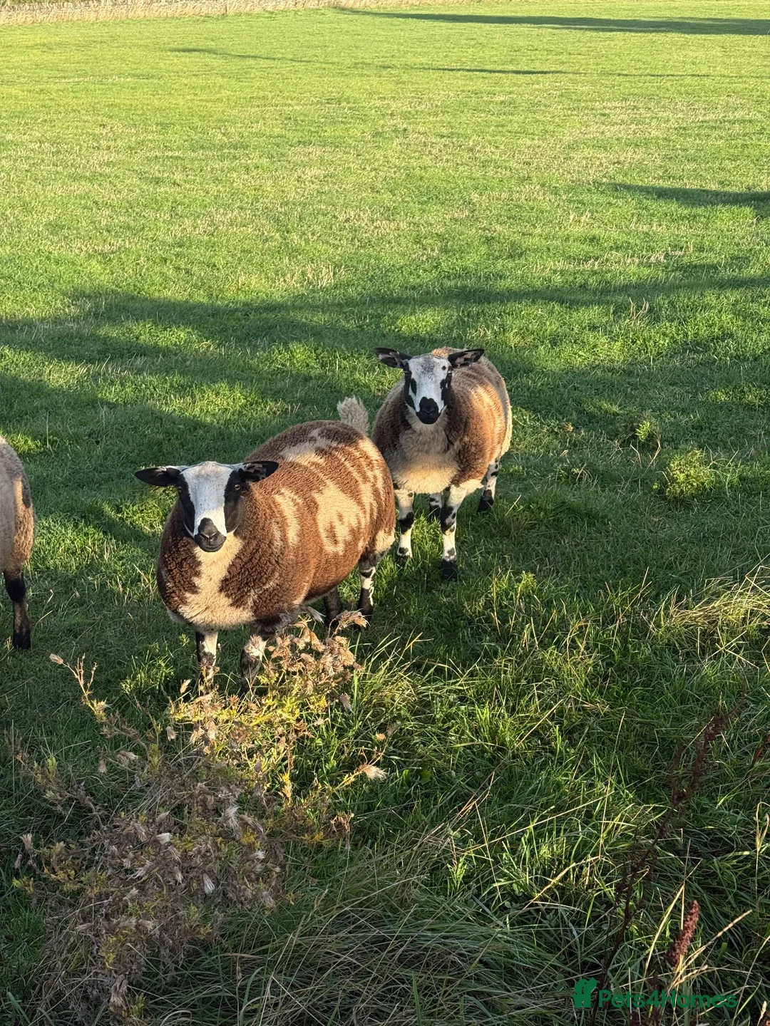 Sheep livestock for sale: Dutch Spotted × Zwartble ewe lambs - Advert 1