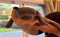 Italian Greyhound dogs for sale: 1 Italian Greyhound Puppy Girl / Bitch For Sale! - Image 10