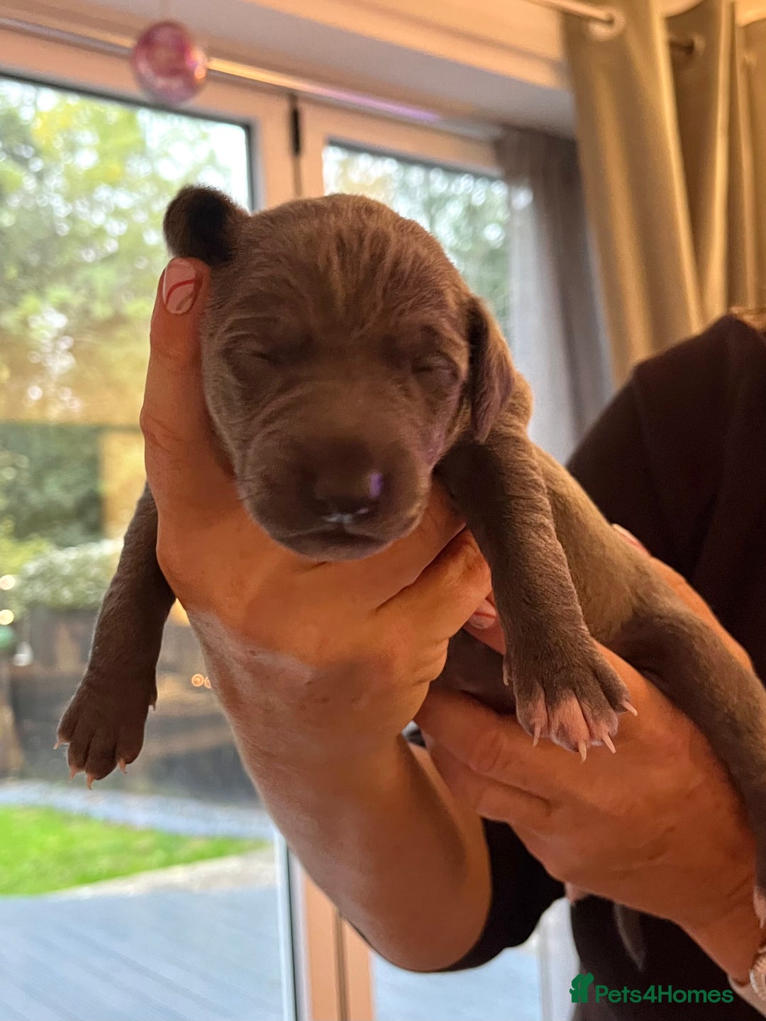 Italian Greyhound dogs for sale: 1 Italian Greyhound Puppy Girl / Bitch For Sale! - Image 10