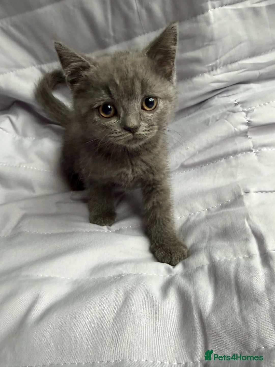British Shorthair cats for sale: Pedigree BSH British cat kittens  - Advert 2
