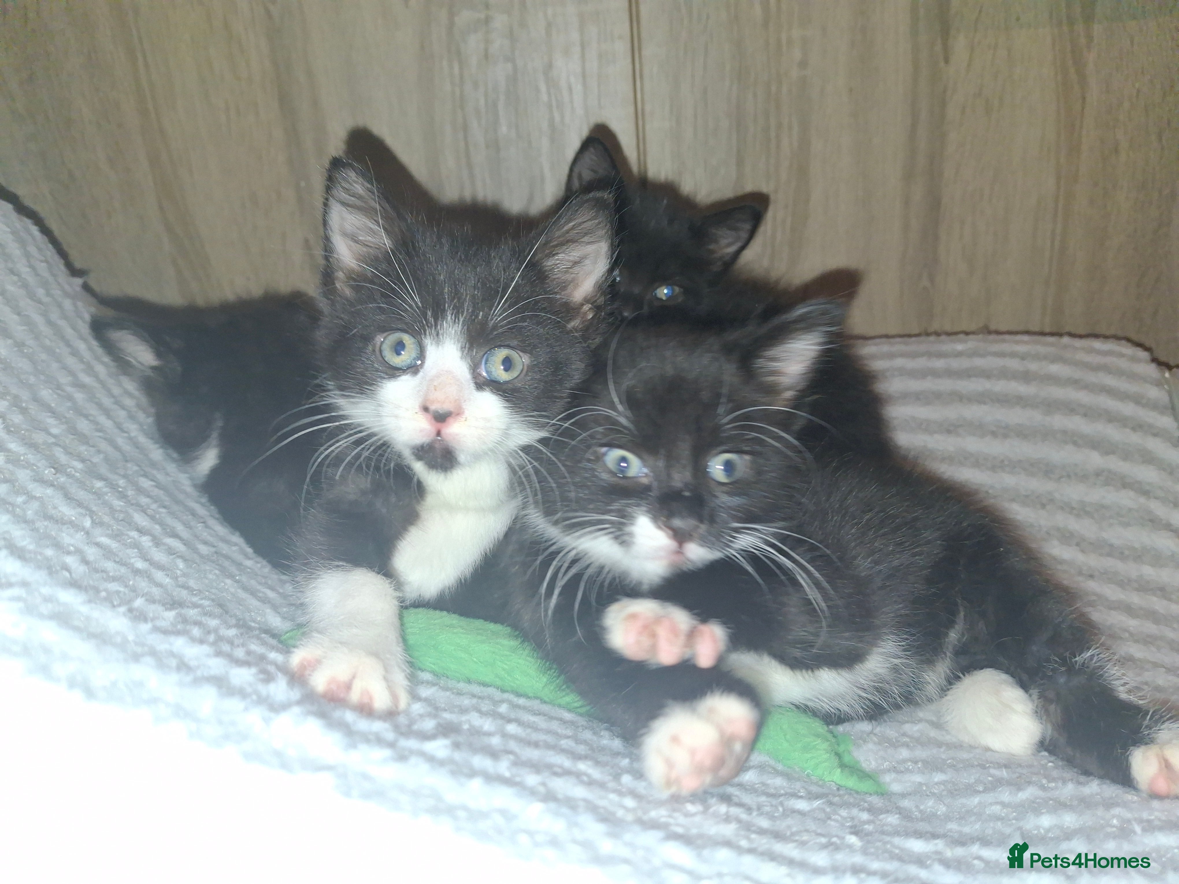 Mixed Breed cats Beautiful kittens for sale.  - Advert 1