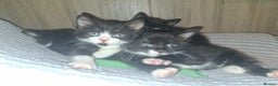 Mixed Breed cats for sale: Beautiful kittens for sale.  - Advert 1