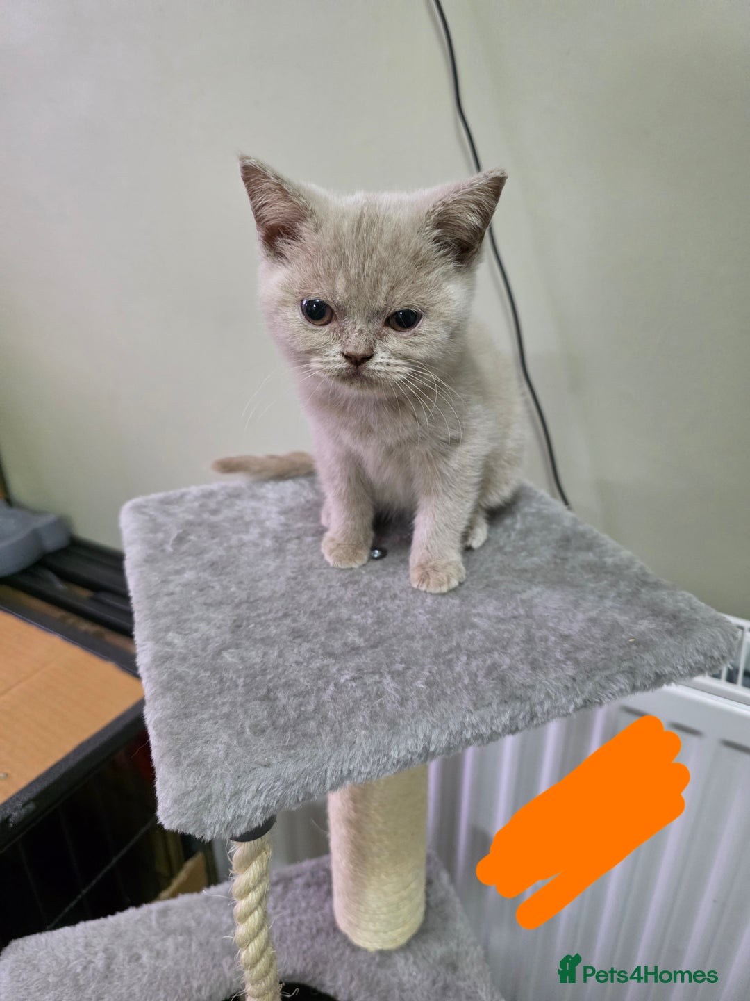 British Shorthair cats for sale: Beautiful British shorthair kittens - Image 21