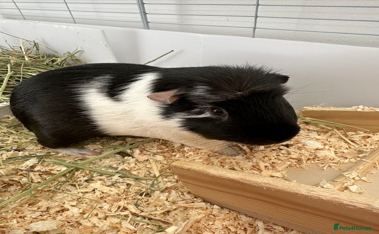 Guinea Pig rodents - Advert 1